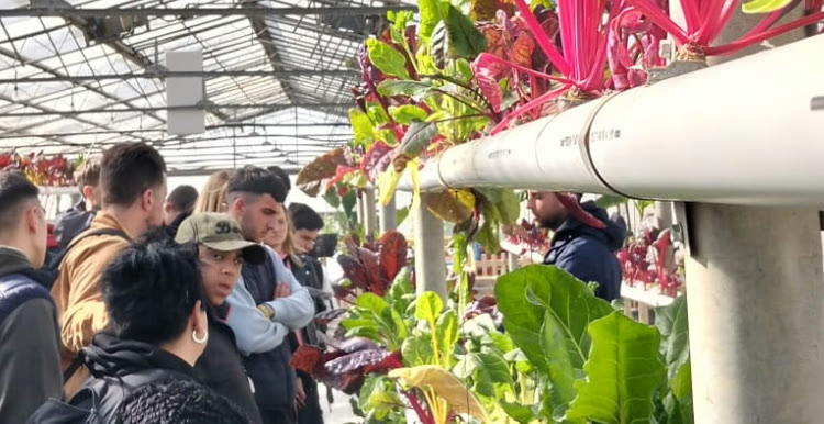 Il distretto della fragola: Fe.Vi Frutta