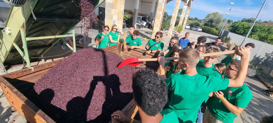 Vendemmia guidata in azienda vitivinicola