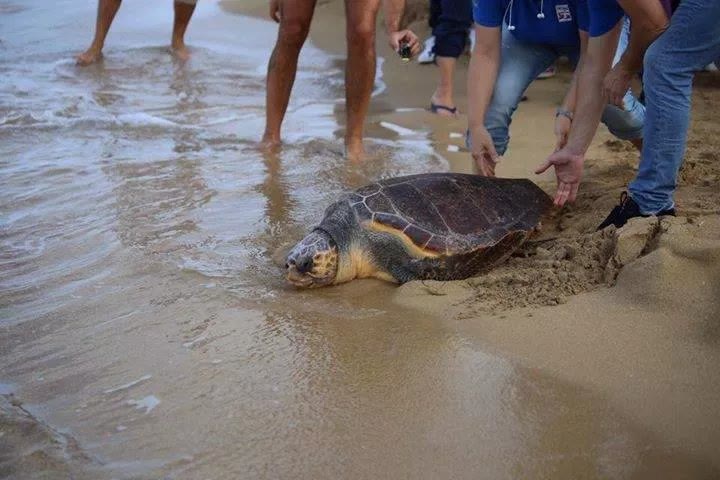Oasi WWF e Centro Recupero Tartarughe Marine