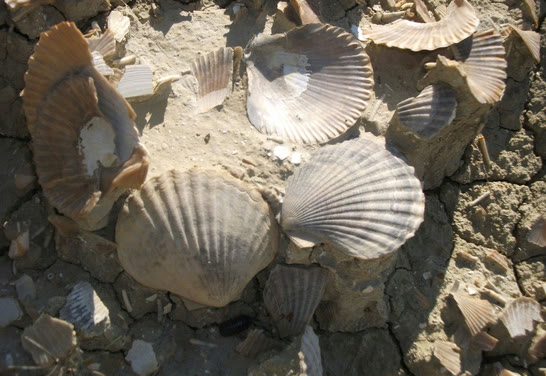 Calanchi di Montalbano Jonico con i geologi
