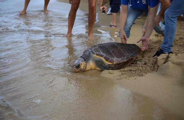Il rilascio di una tartaruga Caretta caretta sulla battigia
